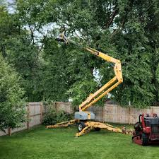 Professional Tree Services in Gardner, KS