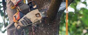 Leaf Removal in Gardner, KS