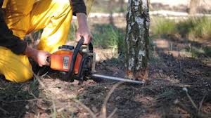 How Our Tree Care Process Works  in  Gardner, KS